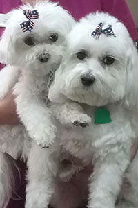  - Pets of Pediatric Dentist in Rio Rancho, NM